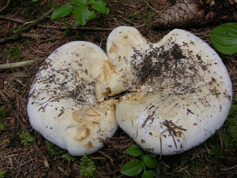 Finalmente il risveglio del bosco.